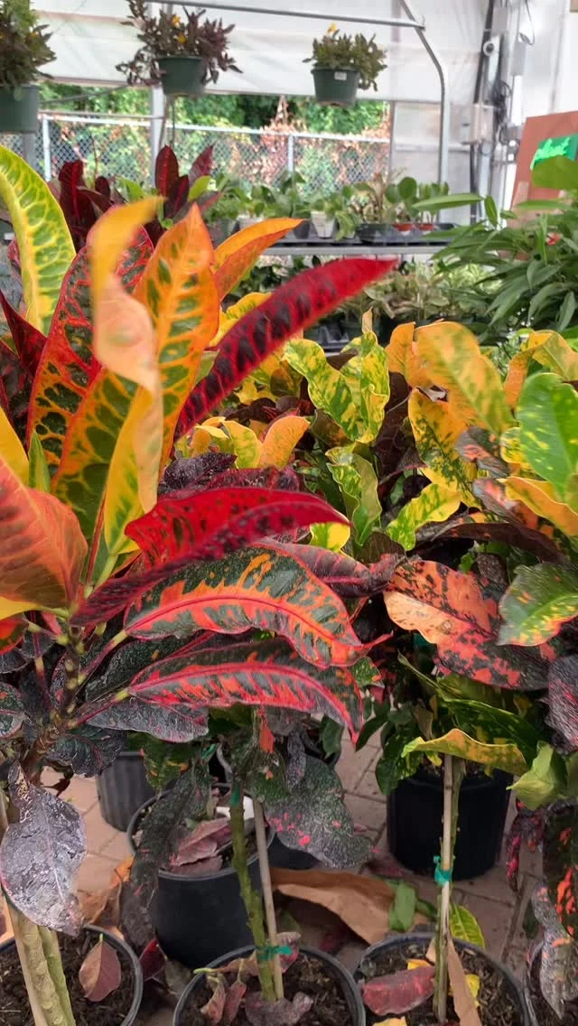 Looking for an ornamental plant that screams fall? 🌾

We recommend Crotons! Their wonderfully boldly, colored and patterned foliage should be used to full effect. Enjoy them both indoors and outdoors in containers.