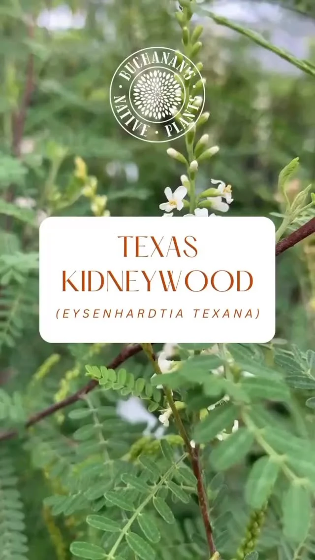 Native of the Week: Texas Kidneywood (Eysenhardtia texana)🐝

An amazing native shrub that can be found growing in front of the nursery. Texas Kidneywood is a must-have plant for pollinator gardens, xeriscape beds and more!

*Fun Fact- the heartwood of Kidneywood is reddish-brown and when soaked in water, it produces a golden-yellow color used for dye!☀️
