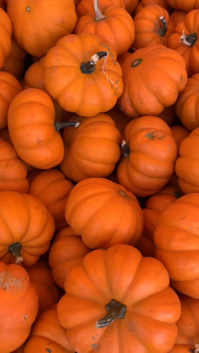It’s the time of the season…PUMPKIN season!🎃