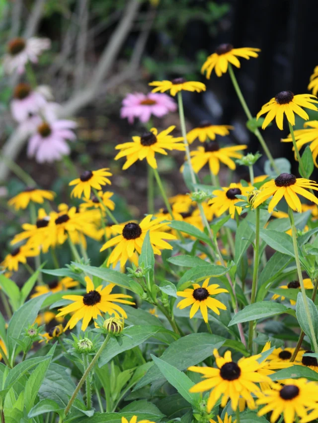 Native of the Week: Black-Eyed Susan (Rudbeckia hirta)

A show-stopping Texas native perennial that is heavily loved by gardeners, pollinators, and local birds! Plant in an area that receives full sun and has well-draining soil. 

Available in 1gal Containers!