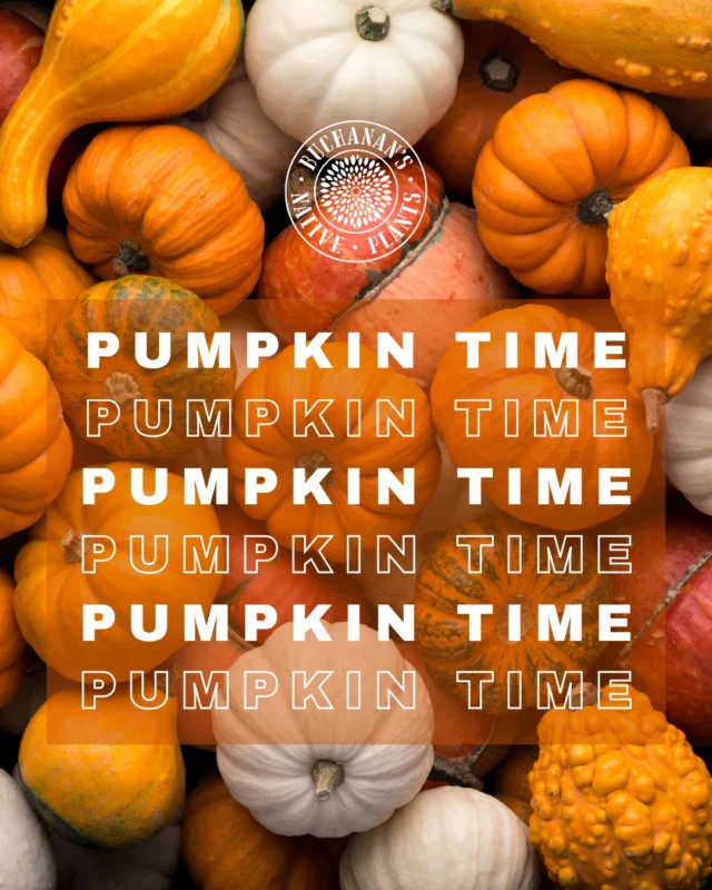 It's Pumpkin Time! 🎃

Swipe and see some of the pumpkin varieties we offer!>>>>