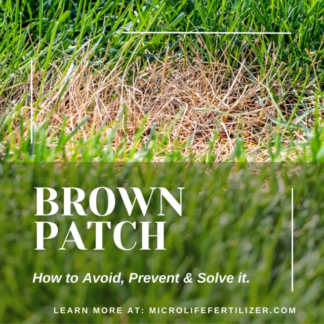 Curious how to avoid, prevent, or treat brown patch this season?🌾

Check out this helpful guide from @microlifefertilizer and be sure to stop by our Plant Care Shed to shop both of these amazing products!