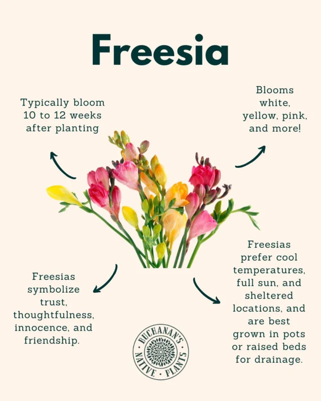 Fall Bulbs!💐

It is time to get bulbs into the ground for winter-spring blooms! We have received Alliums, Sparaxis, Daffodils, Spider Lilies, and more. Enjoy in a container or the ground!