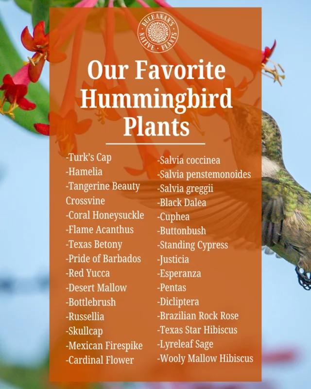 Fall hummingbird migration is upon us, you can expect to see migrating hummingbirds from August through October! 🧡

Curious about how to attract or support hummingbirds for the fall season? The nursery is stocked with high nectar favorites perfect for migrating hummingbirds!