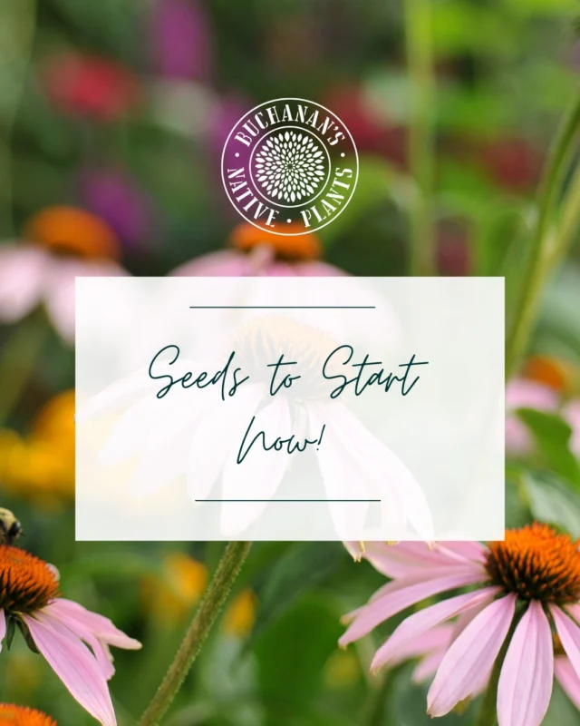 Seeds to Start Now!🌱