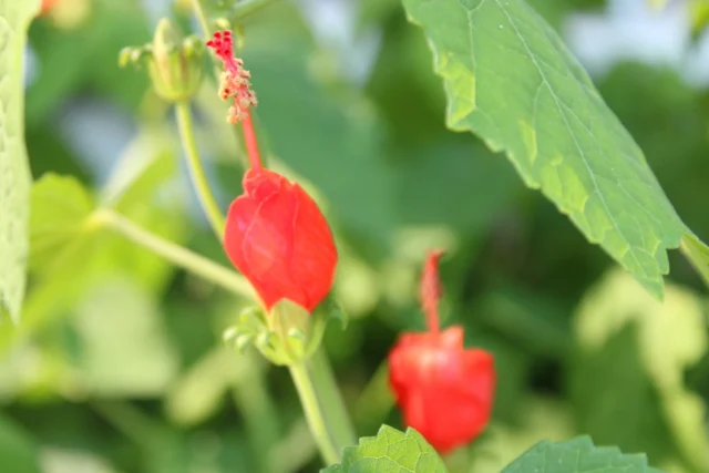 Bees and butterflies aren’t the only thing your garden should cater to, don’t forget about birds! 🪺

Swipe to view our favorite bird-friendly plants and how to create a bird-friendly garden!🪏