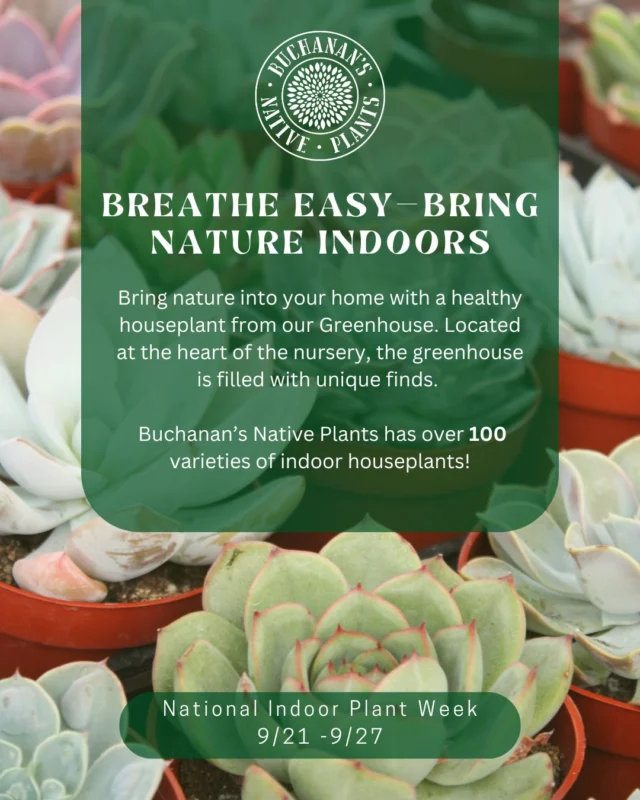 Happy National Indoor Plant Week!💚

To celebrate we restocked some of our favorite houseplants including various Philodendrons, Peperomia, Calatheas and so much more! Come visit the greenhouse this week and explore all the green beauties we have to offer!