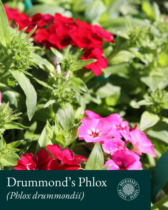 Native of the Week: Drummond's Phlox (Phlox drummondii)

A great showy annual native flower to add to your garden! It is a pollinator magnet, attracting various butterflies, moths and bees. The Pipevine Swallowtails particularly like it for its nectar content. 

Enjoy in a container or in the ground!

Available in 4" Containers.