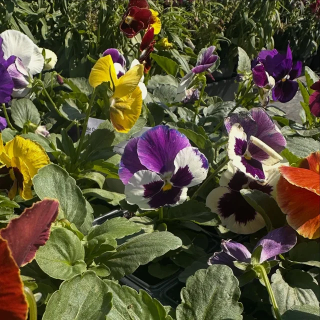 New fall annual arrivals!! 🚨

Pansies & Alyssum have just arrived today! These colorful fall annuals are great in beds too add color to your garden and container’s throughout the cooler season.