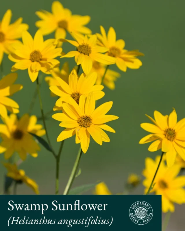 Native of the Week: Swamp Sunflower (Helianthus angustifolius) 

A beautiful cheery Texas native sunflower commonly referred to as Swamp Sunflower or Narrowleaf Sunflower. 

Enjoy bright-yellow blooms from August through November. The blooms are of special value to native bees while their seeds are enjoyed by birds!