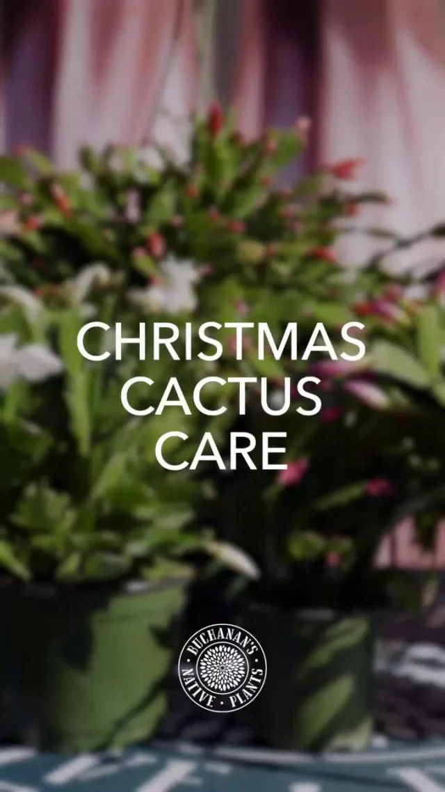 (REEL) Holiday Cactus have arrived! Another great holiday bloom that can be enjoyed indoors. They are available in 2", 4",6", and hanging baskets.

Check out this video, where Zach shows you how to care for them!