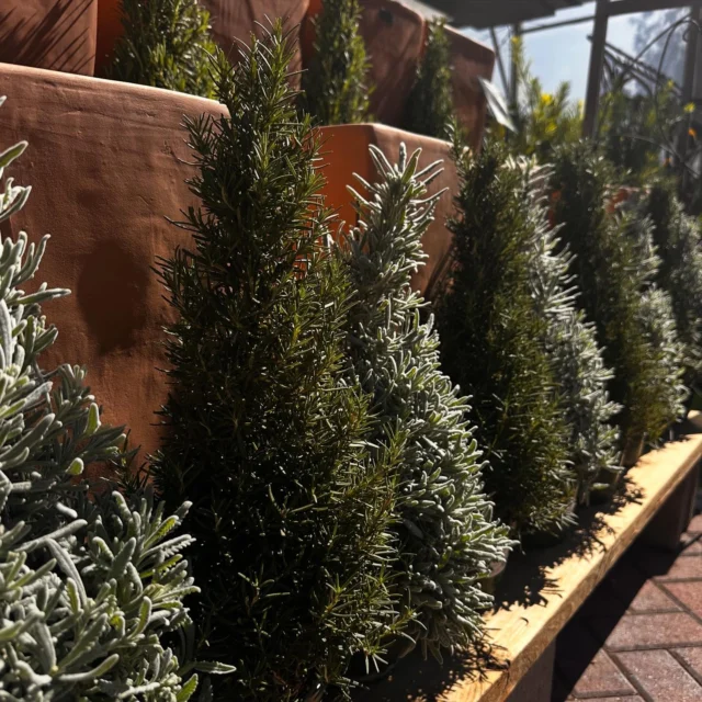 Rosemary & Lavender cones have arrived! 🪴 

These fragrant woody herbs are a fun gift to bring to your next gathering. Plant them in your garden for year round culinary use. Remember, both of these herbs prefer full sun and like to dry out between waterings. 🌿