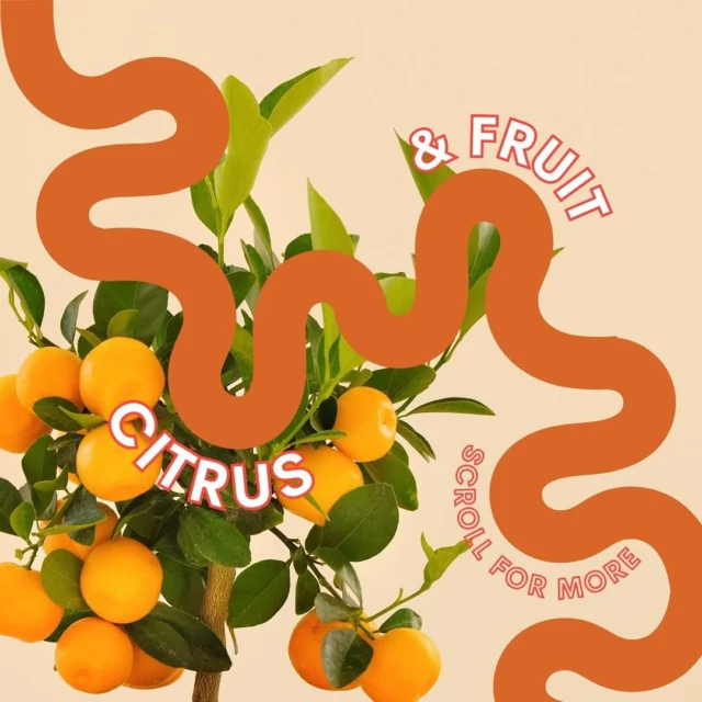 Citrus, Blueberries, Blackberries, Figs, Avocados & more just restocked! 🍋🫐🍊🥑

Come find your sweet favorites!