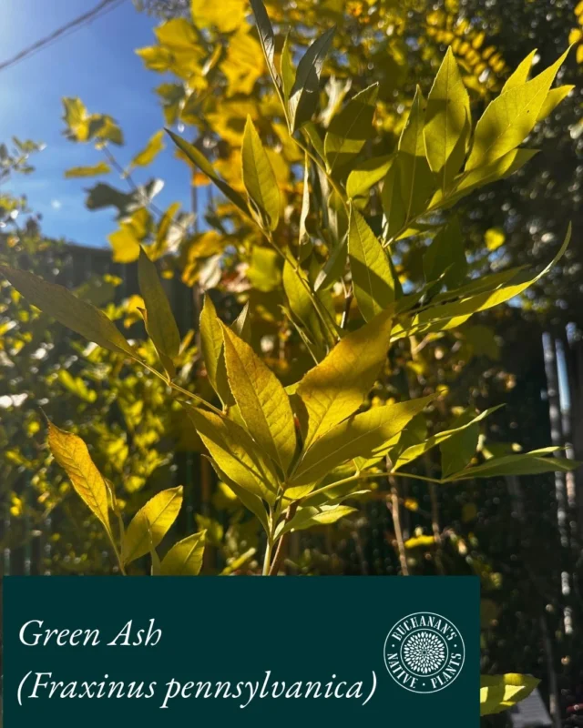 We are getting ready for TX Arbor Day with our Native of the Week - Green Ash! 🌳

These native trees are super adaptable and get up to 70' tall! They are a wonderful shade tree to add to your yard and provide gorgeous fall foliage. Don't forget wildlife - these trees blooms provide seeds for various insect and birds too.