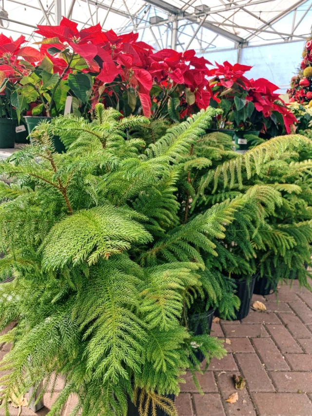 Looking for an indoor alternative Christmas tree that you can have year after year? We recommend a Norfolk Island Pine! This plant requires bright light indoors and regular watering.