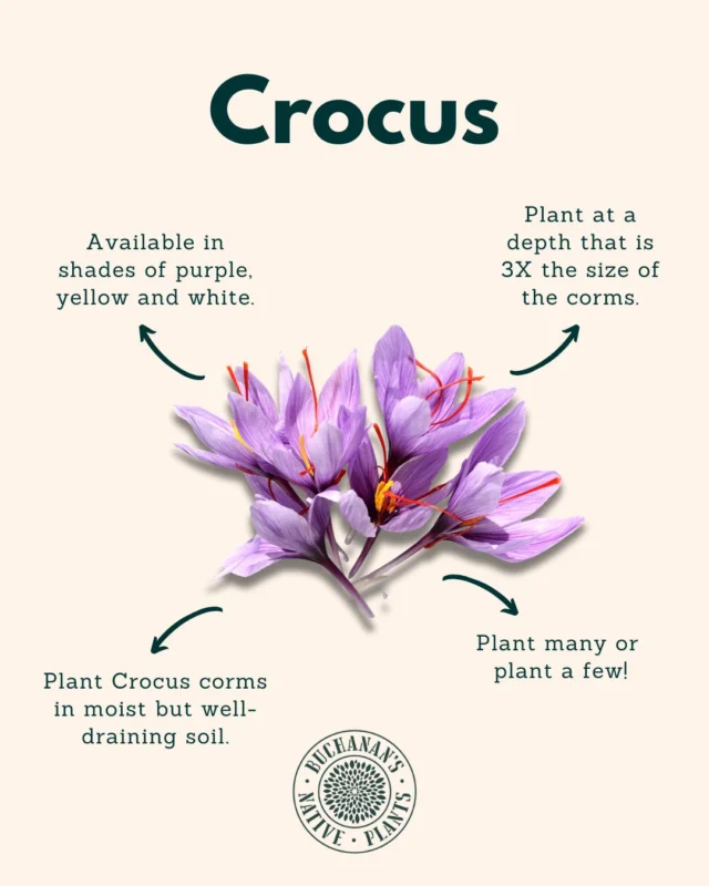 Winter Bulbs, Plant Now for Spring Blooms!🌷

Swipe to learn how to plant them!>>>>