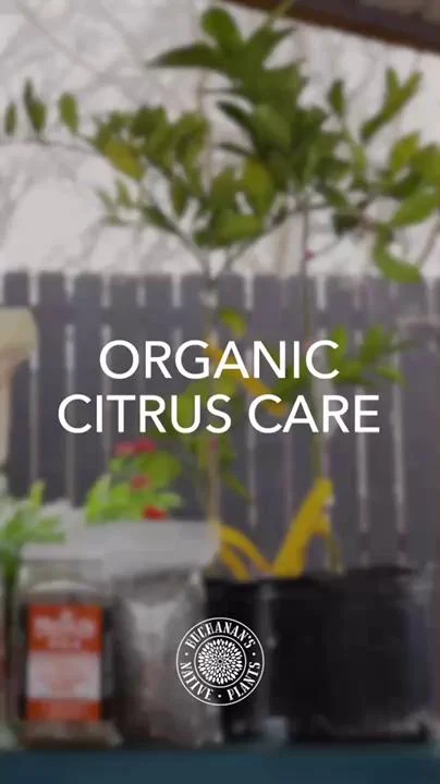 Give the Gift of Citrus! 🍋🎁

The tradition of gifting citrus trees, specifically oranges, for Christmas has its origins in different cultures and historical events. Gift your loved ones a gift that will keep on giving!