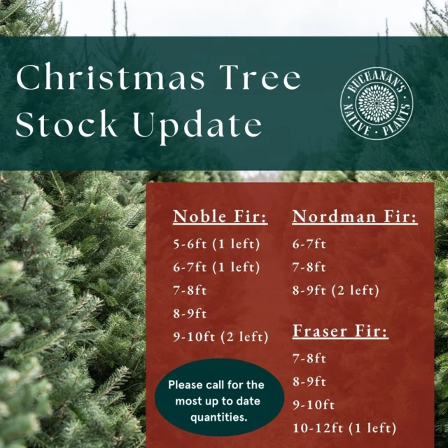 There is still time to get your Christmas tree! 🎄Here is our current availability. Learn more about our Christmas trees, prices and delivery on our website or at the link in our bio! Happy Holidays!! 🎅