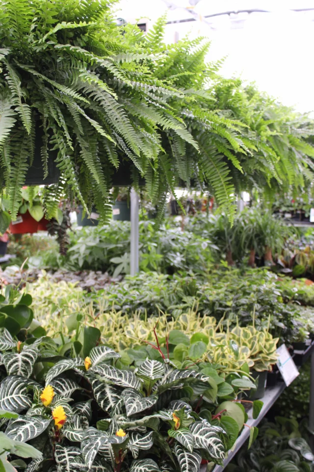 Pet-Friendly Houseplants!🐾