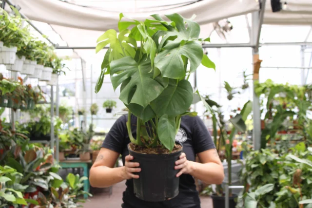 Happy National Houseplants Appreciation Day?🪴☀️