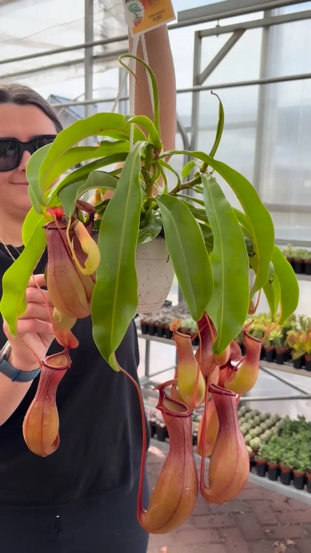 Nothing like a greenhouse refresh!🤗💚