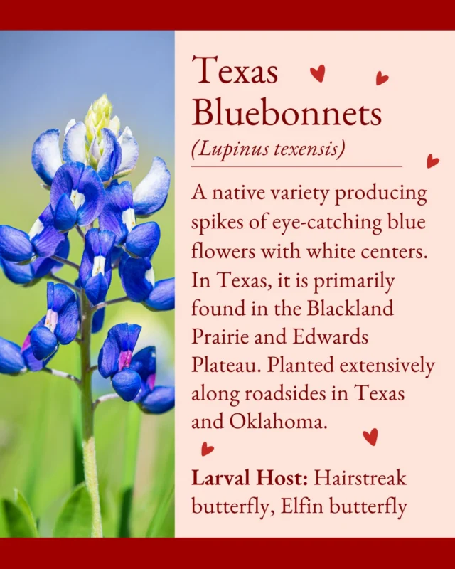 Texas Bluebonnet Season is Here! 😍💙