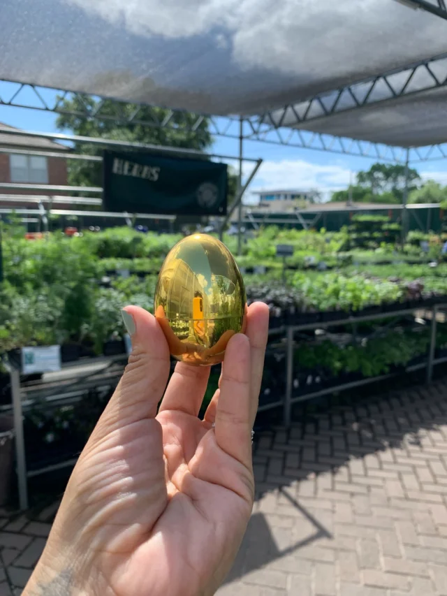 PLOT TWIST! The golden egg from yesterday has not been found, so there are now TWO golden eggs to be found today!

Good luck and happy hunting!!🐇
