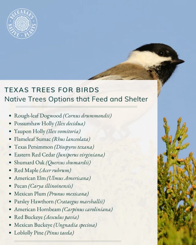 April is the last prime window to get trees planted into the ground! Planting a native tree or two in your garden can quickly help turn it into a bird sanctuary.🌳🪶🪹

Here’s a few of our top native trees for birds☝️ Swipe to view what birds you may see in our area!

🚨Don’t forget TREES are 30% OFF! Now through Sunday, April 26th!🚨
