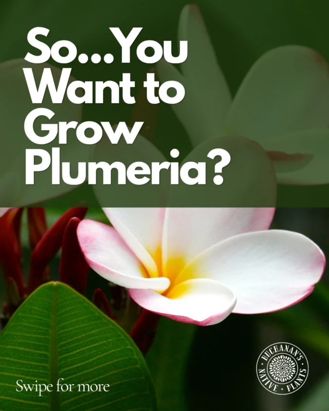 Plumeria are back! We have received a great assortment of Jungle Jack’s Plumeria!

Curious how to care for them? Just swipe to learn more!>>>