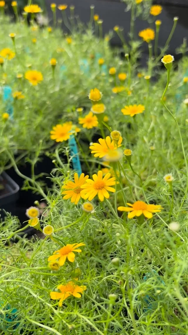 Celebrating two Texas natives of the week this week, Willie Nelson and Dahlberg Daisies!🌼🤠

Dahlberg Daisy (Thymophylla tenuiloba), an adorable heat loving Texas wildflower that produces small bright yellow blooms. It is low-growing and drought tolerant making it a great option for rock gardens and xeriscape gardens.

Available in 4” Containers.