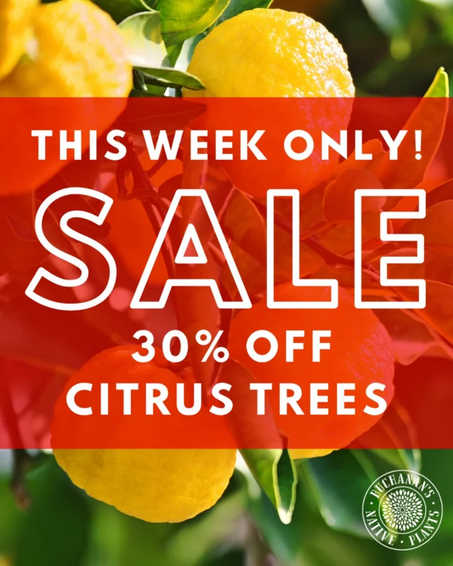 🚨Run don’t Walk!🏃‍♂️💨

THIS WEEK ONLY! Enjoy 30% off all citrus trees! This sale EXCLUDES avocados, tropical fruit and fruit shrubs.