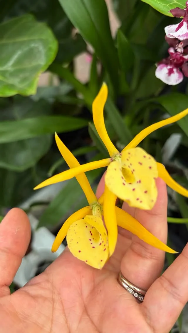 With technology and AI advancing everyday it can be tough to discern what’s real and what’s not. We know there are some crazy cool plants found on the internet, but there’s even cooler ones that already exist courtesy of Mother Nature and talented growers.

We hope that we continue to inspire and influence you to not lose touch with nature and the wonderful plants it creates. 💚

🚨Some ways to tell if a plant photo is most likely fake:

-Are things in bloom together that bloom in different seasons?
-Highly Saturated, Unnatural Coloration. 

⚠️Other things to be aware of:

-Plant and Pest Identification apps can be great but are not always reliable and may require a little more digging. We recommend snapping a photo and bringing it in.

-Be sure to double check if the plant grows or can grow in our area, soil, and climate. If you are not sure, we recommend using credible sources like BONAP, Texas Agriculture, Native Plant Society of Texas. Or ask us! We’re happy to help!💚

👉All photos in this reel were taken in our nursery!😊