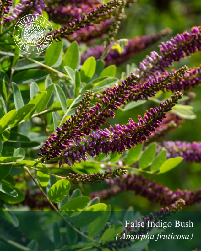 With April being ‘National Native Plant’ month we thought we would share some of our favorite native shrubs and mention that ALL SHRUBS are 30% off now through Sunday, April 19th!👀🚨

Swipe to view some of our fave native shrubs>>>