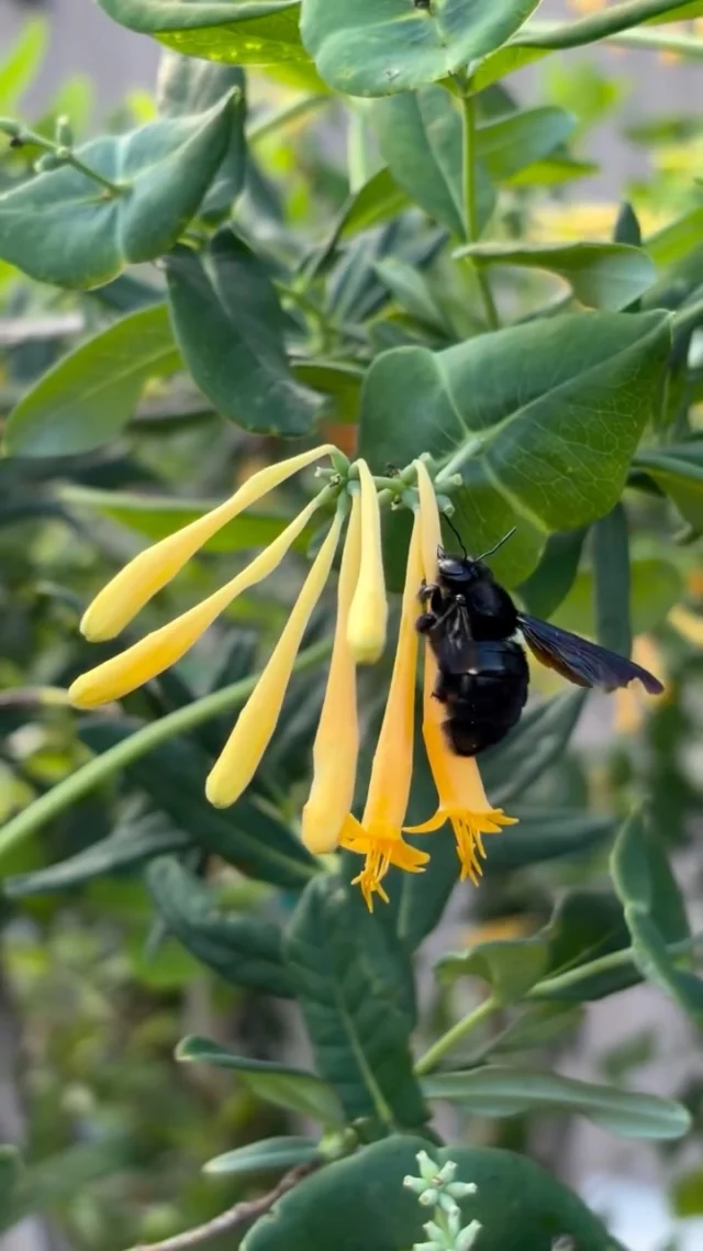 ⚠️Someone has been caught stealing! 👀🐝

Did you know Bumble Bees and Carpenter Bees often do what’s called “nectar robbing” to get nectar from blooms? 

Since they have short tongues and cannot easily access nectar from tubular flowers, they use their mandibles to slice into the base of blooms and then insert their tongues allowing them access to the nectar!