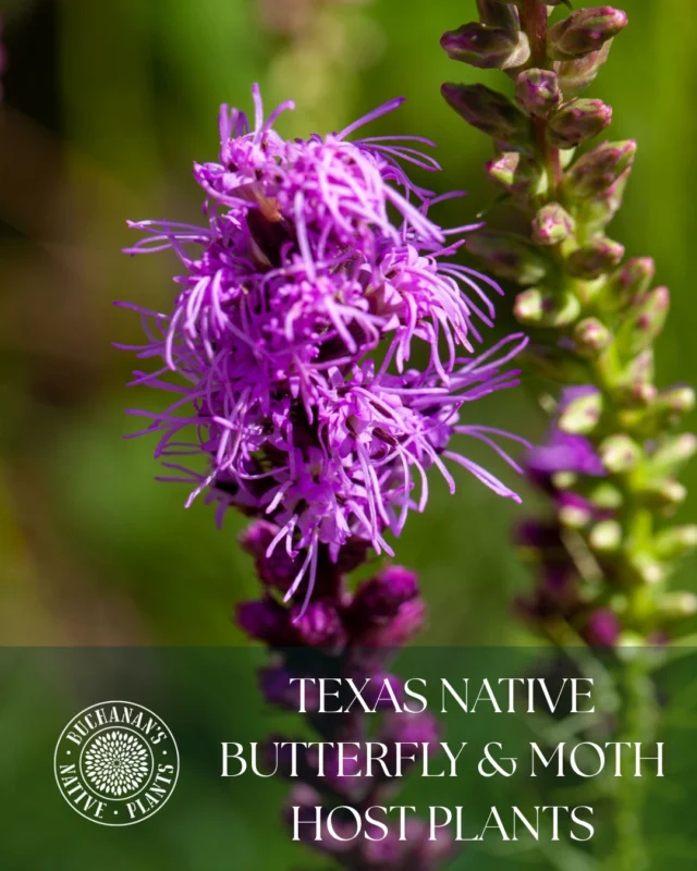 Happy National Gardening Day! 🪏Don’t forget to incorporate butterfly and moth host plants into your garden this season!☝️