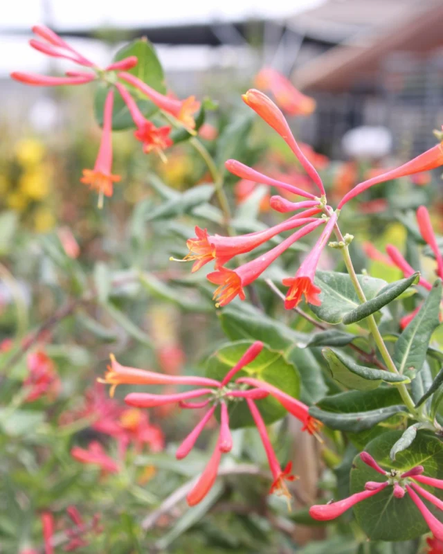 Complete your native garden with a stunning arbor or climbing backdrop with native vines. Our top five include Coral Honeysuckle, Texas Wisteria, Virginia Creeper, Carolina Jessamine, and Tangerine Beauty Crossvine. Enjoy watching buzzing bees and fluttering butterflies this season.
