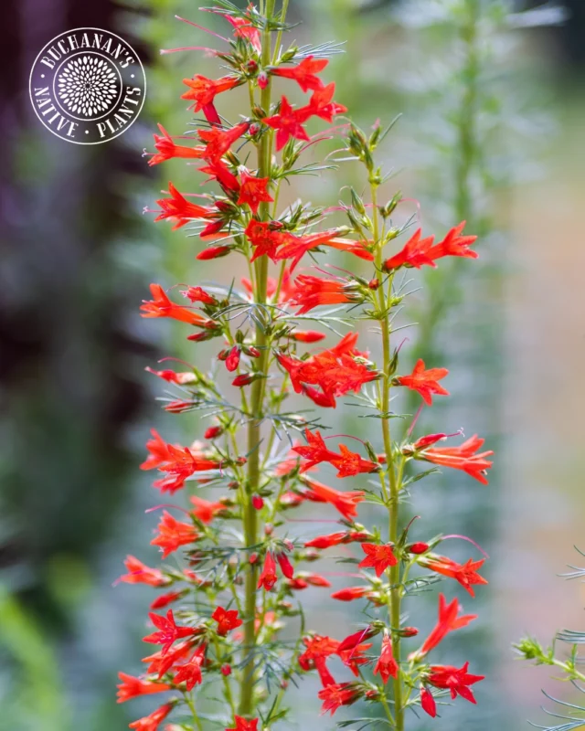 Did you know that Standing Cypress is not a Cypress tree?🤔

Don’t let the name fool you or cause you to miss out on a truly stunning wildflower! The common name refers to its needle/fern-like leaves similar to that of a cypress. 

💡Fun Fact: It was the most successful of over twenty individual species field tested at the Wildflower Search Center in 1984-85, yielding an average of over 200 seedlings per square meter when seeded at the recommended rate. 

-from the Lady Bird Johnson Wildflower Center

Swipe to see what makes Standing Cypress our Native of the Week!👉