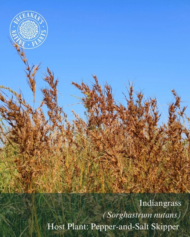 Looking help control eroding areas of your landscape from the Texas elements? 

We recommend planting native grasses such as Little Bluestem, Gulf Coast Muhly, Side Oats Grama, Switchgrass, Indiangrass. Their deep fibrous root systems help to stabilize the soil while also allowing rainwater to properly soak into the ground rather than running off which in turn mitigates flooding.

Native grasses are crucial to both our state and national ecosystem. They are vital for prairie restoration and conservation as well as supporting our local pollinators and wildlife.