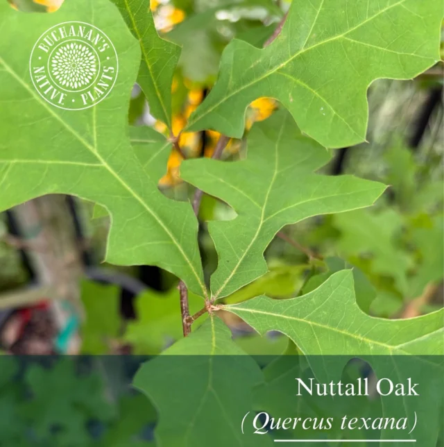 Happy Arbor Day!!!🌳💚

🚨All trees are 30% off now through Sunday, April 26th! This sale excludes citrus and fruit. Shop our favorite Texas natives such as Roughleaf Dogwood, Nuttall Oak, Longleaf Pine, and more! Also, receive (1) Free bag of any Landscaper’s Pride mulch!