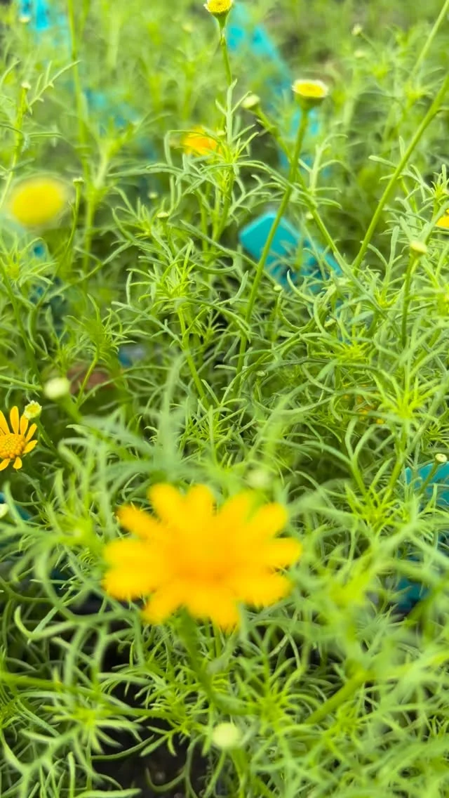 Happy Texas Wildflower Day! 💛

We hope your day and garden are filled with all of the amazing native wildflowers our state has to offer!

Looking to add more into your landscape? Stop in and grab 4” Wildflowers or browse our great selection of our favorite Texas wildflower seeds from @nativeamericanseed 🦋