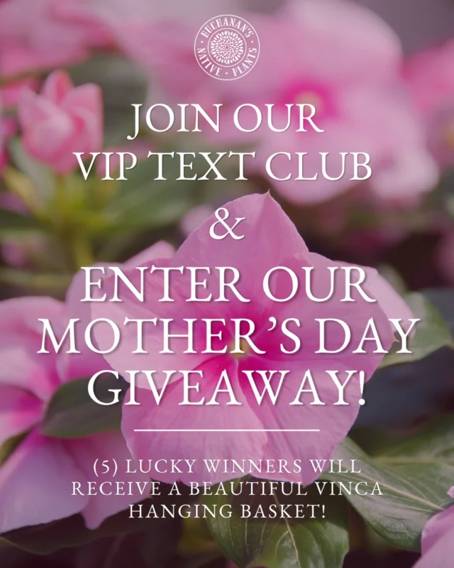 🚨Mother’s Day Giveaway!🚨

Join our VIP text club or if you are already a member, be sure to enter for a chance to win a vinca hanging basket! (5) Lucky winners will receive (1) beautiful vinca hanging basket!💐

Want to increase your chances? Share your link texted to you with a friend! Each sign up with your link earns you an additional entry!🎁

Good luck and happy planting!

By joining you signing up to receive recurring offers and promotions from Buchanan’s Native Plants via automated text and email. Your consent is not required as condition of any purchase. Reply HELP for help, STOP to cancel. Msg & Data Rates May Apply.

🔗Link in Bio!