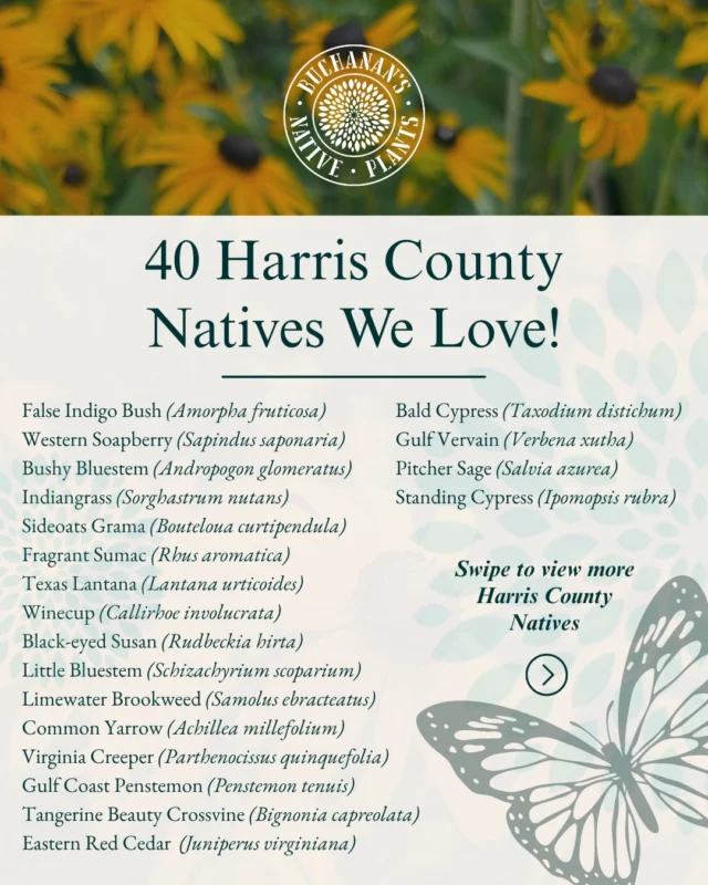 🎂40 Years = 40 Harris County Natives We Love!

You’re going to want to save this and share it with a friend!👀☝️