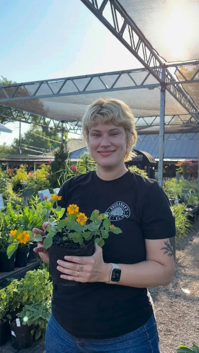 Celebrate National Pollinator Month with these favorites!🌱💚