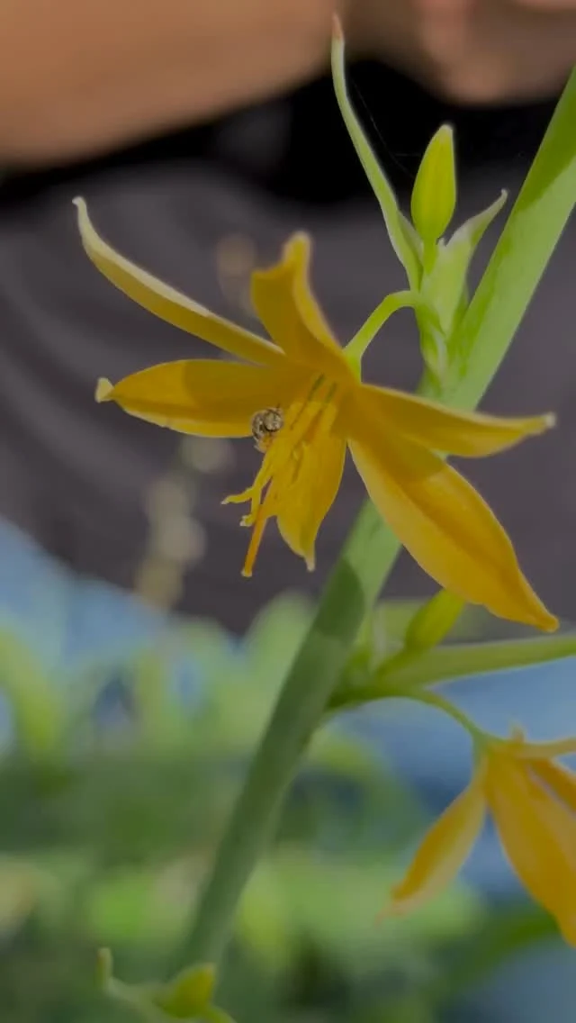 June Vlog Dump!🎥

Be sure to follow for plant tips, deep dives, garden tours and more!✨🌱
