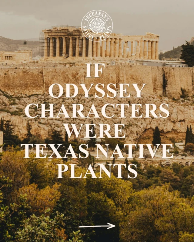 🎬With The Odyssey coming out in theaters, we thought it was only right to brainstorm what Homer’s characters would be as native plants. 🌱 ✨

#odyssey #mythology #texasnativeplants #homerodyssey #gonative