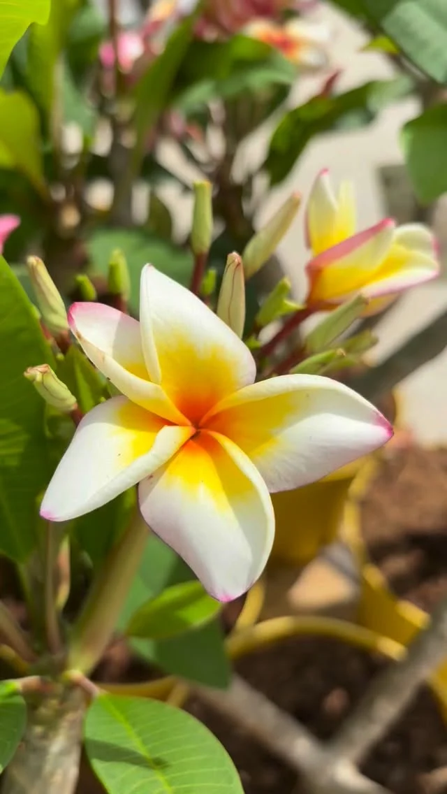 Looking to add a tropical flare to your summer garden? ✨👉

We recommend Jungle Jack’s Plumeria! These Plumeria are a beautiful tropical plant that is loved by collectors for their uniquely colored blooms, some of which are fragrant.

Plumerias need to be grown outdoors in full sun. However, we recommend acclimating young plants to full sun gradually, starting with morning sun and then progressing.