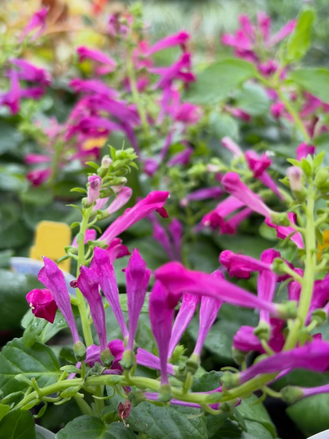 Plants that don’t need a sunny day to shine bright!🤩

-Fountain Skullcap
-Crossandra
-Texas Sage
-Maximilian Sunflower 
-Grey Shrub Sage
-Rain Lily