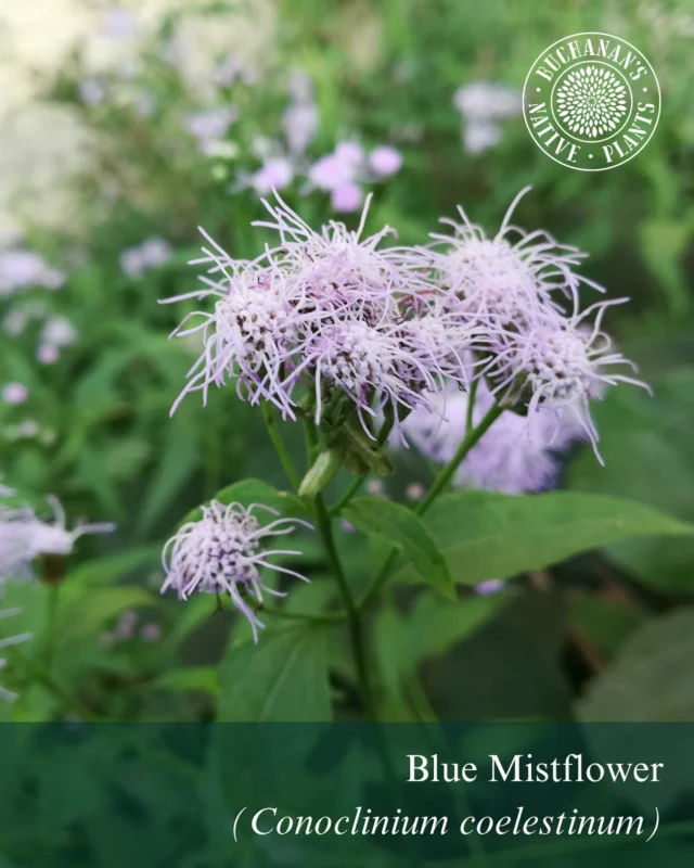 Native of the Week!💚🌱

An amazing Texas native to add to your garden. It is a great option to plant to attract pollinators and also songbirds. Enjoy beautiful nectar rich blooms from now through fall.
