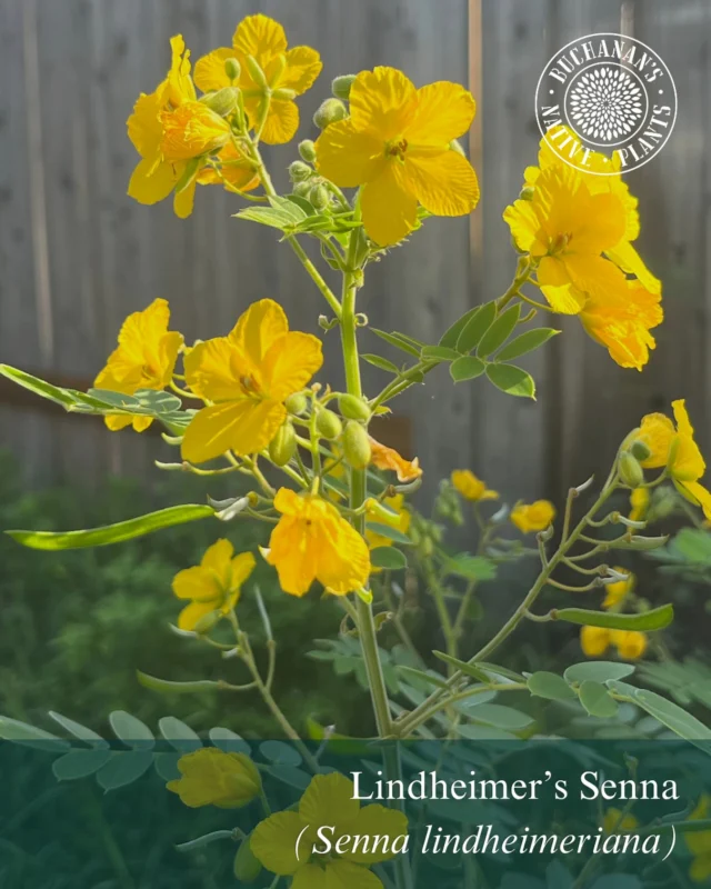 A buttery yellow blooming native you need to add to your garden!🪏

This is Lindheimer’s Senna (Senna lindheimeriana).

📝This species is named after Ferdinand Jacob Lindheimer (1801-1879) who is often called the Father of Texas Botany because of his work as the first permanent-resident plant collector in Texas. 

👉He is credited with the discovery of several hundred plant species. In addition his name is used to designate forty-eight species and subspecies of plants.

🐝This plant is of special value to native bees and its seeds provide an important source of food for birds. It is also the larval host plant for Sleepy Orange and Sulphur butterflies!✨