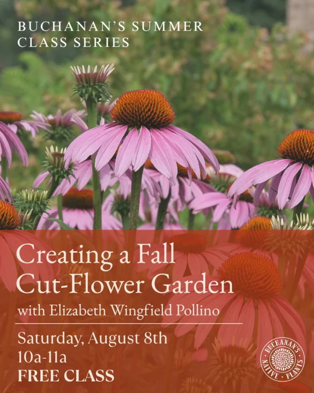 You are not going to want to miss this class!🚨✨

Join us at 10am for a class with Elizabeth Wingfield Pollino from @roseandbeellc to learn how to create a fall cut-flower garden!🪴
